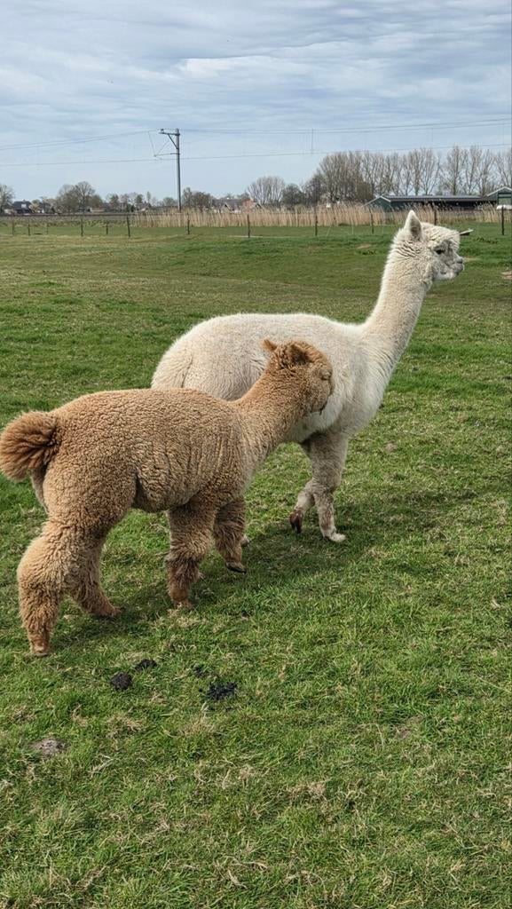 Super mooie fok alpaca merrie., Dieren en Toebehoren, Juli