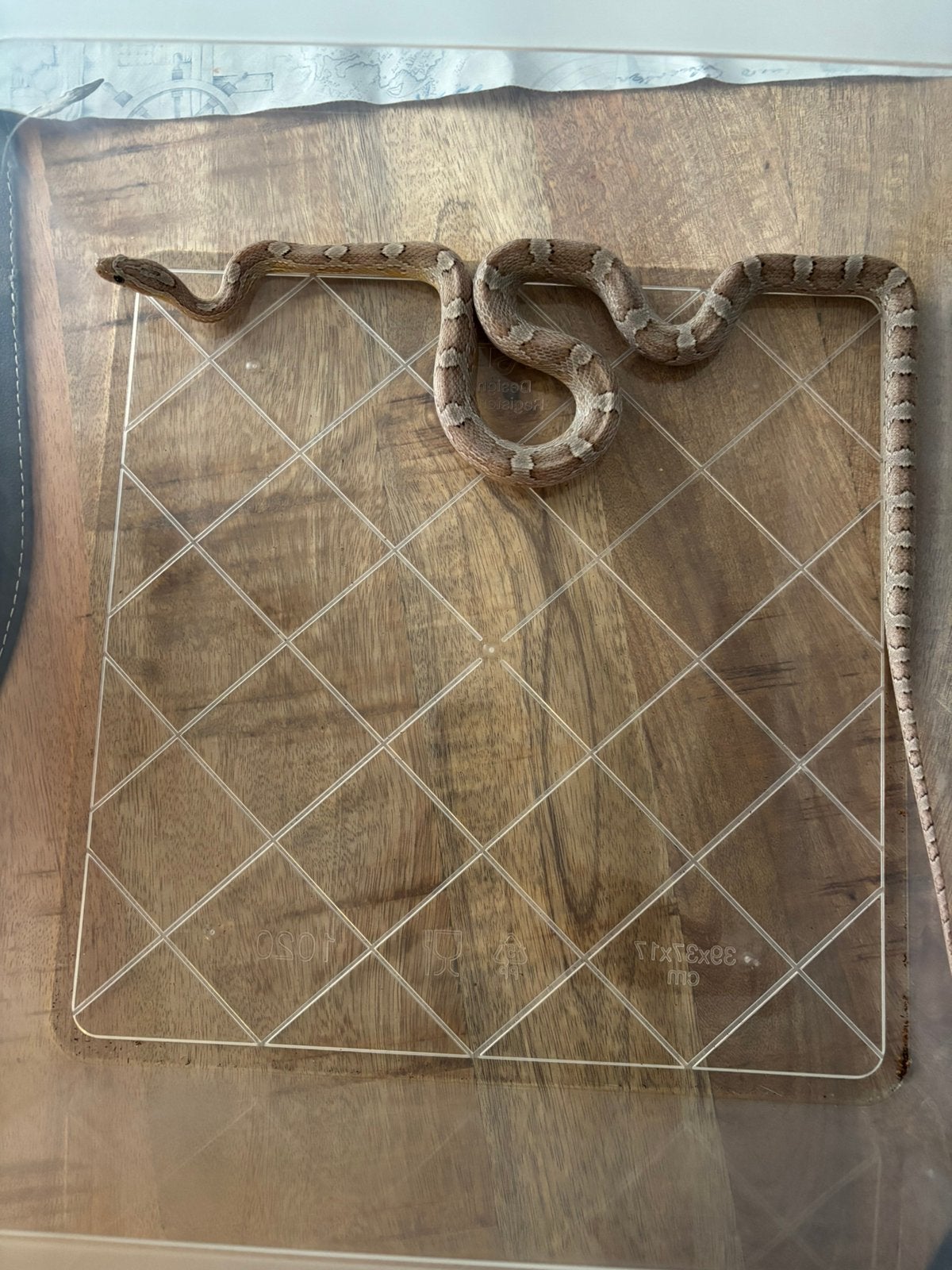 Vrouwelijke rattenslang te koop Rat Snake - female for sale from Sophie