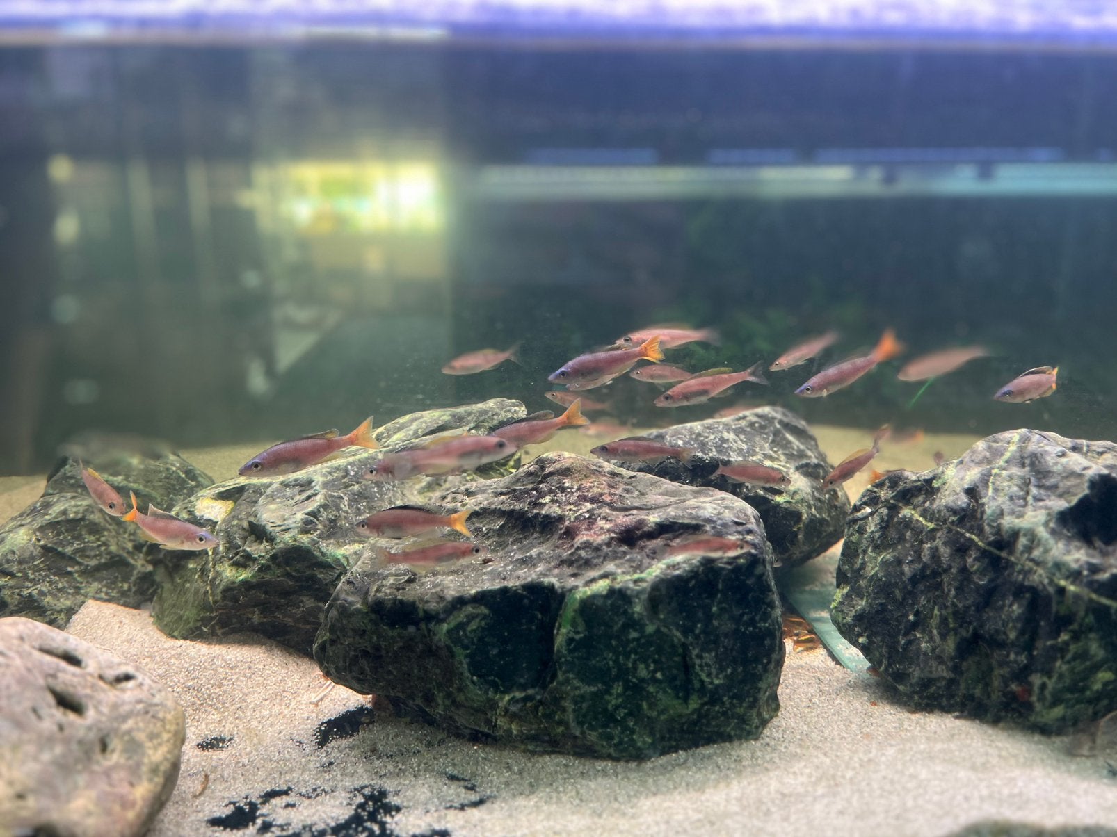leptosoma mpulungu, Dieren en Toebehoren, Vissen | Aquariumvissen, Vis