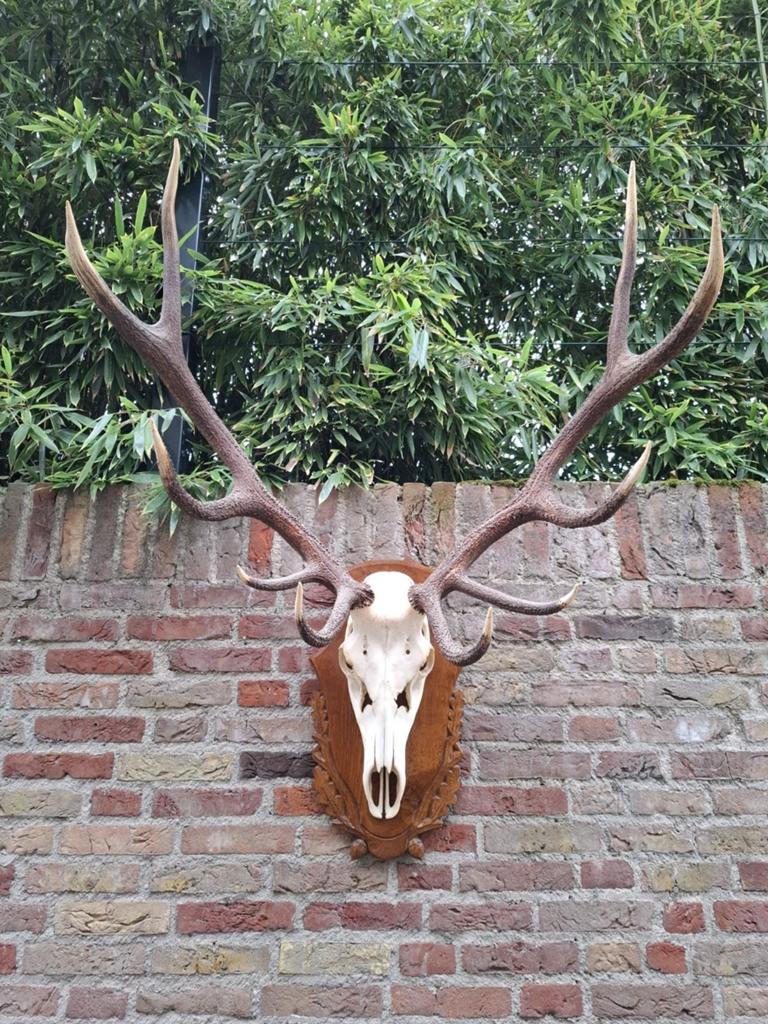Schedel edelhert groot gewei taxidermy opgezette hert jacht, Ophalen, Hert, Schedel