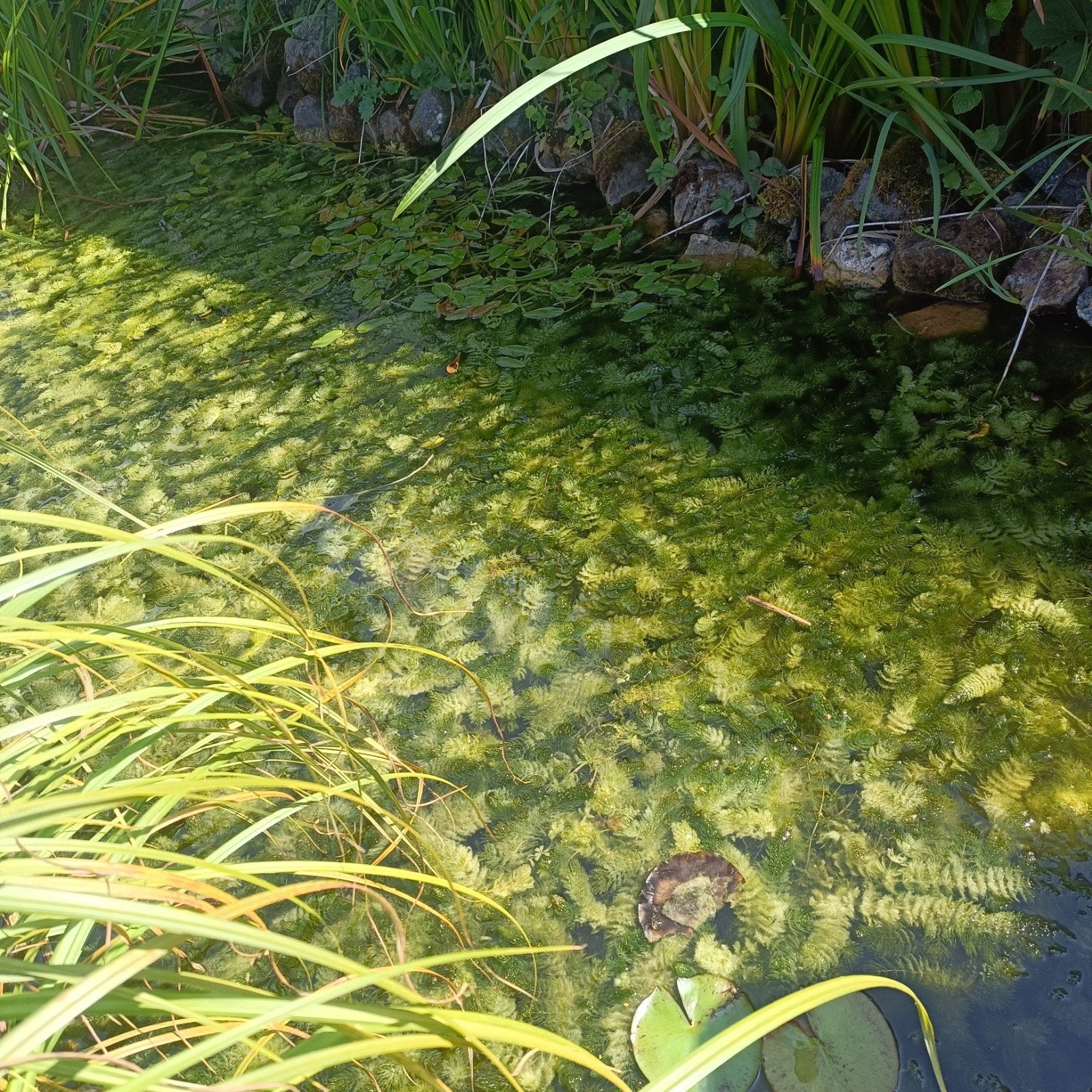 Grof hoornblad voor in de vijver. 5 euro per volle emmer, Tuin en Terras, Vijvers, Ophalen