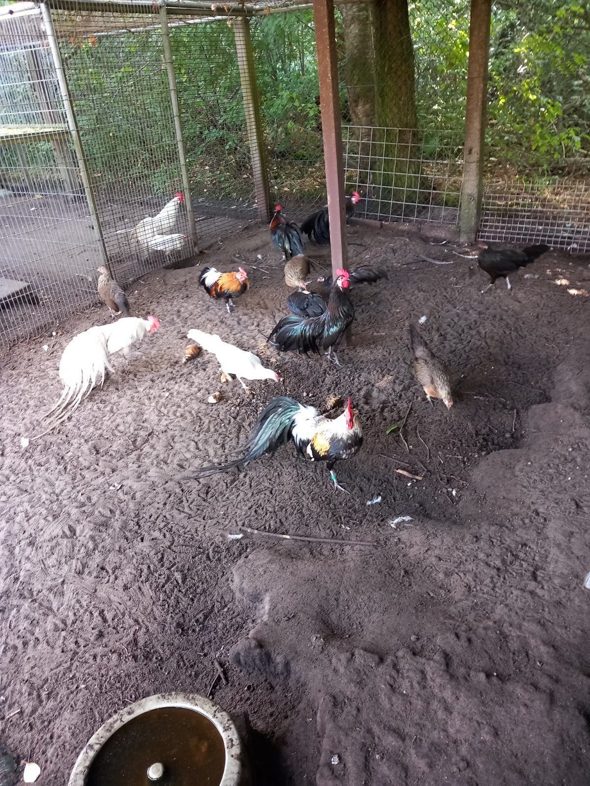 Phoenix dwerg hoender., Dieren en Toebehoren, Meerdere dieren, Kip