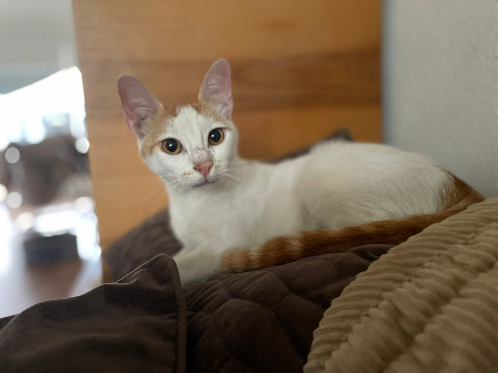 Bill 10 mnd oud gecastreerd zoekt zijn forever home, Dieren en Toebehoren, Kater