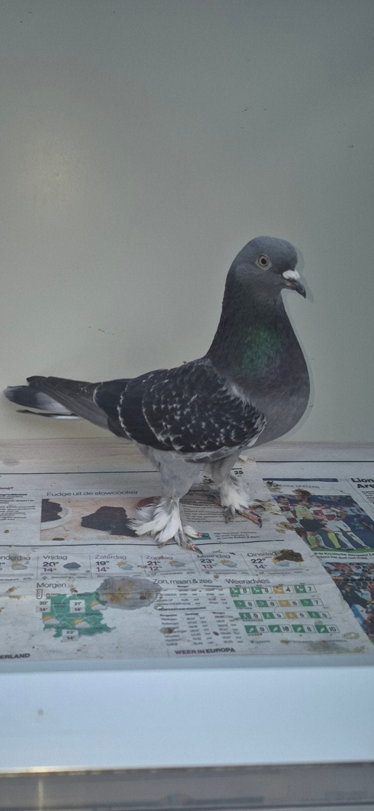 Takla, Dieren en Toebehoren, Postduif