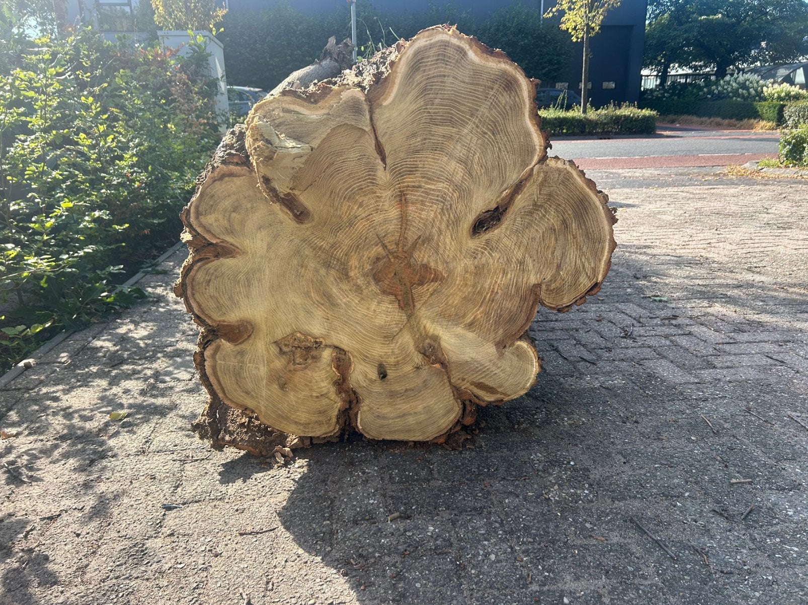 Prachtige Robinia/Acacia boomstam, Minder dan 3 m³, Ophalen of Verzenden, Overige houtsoorten, Stammen