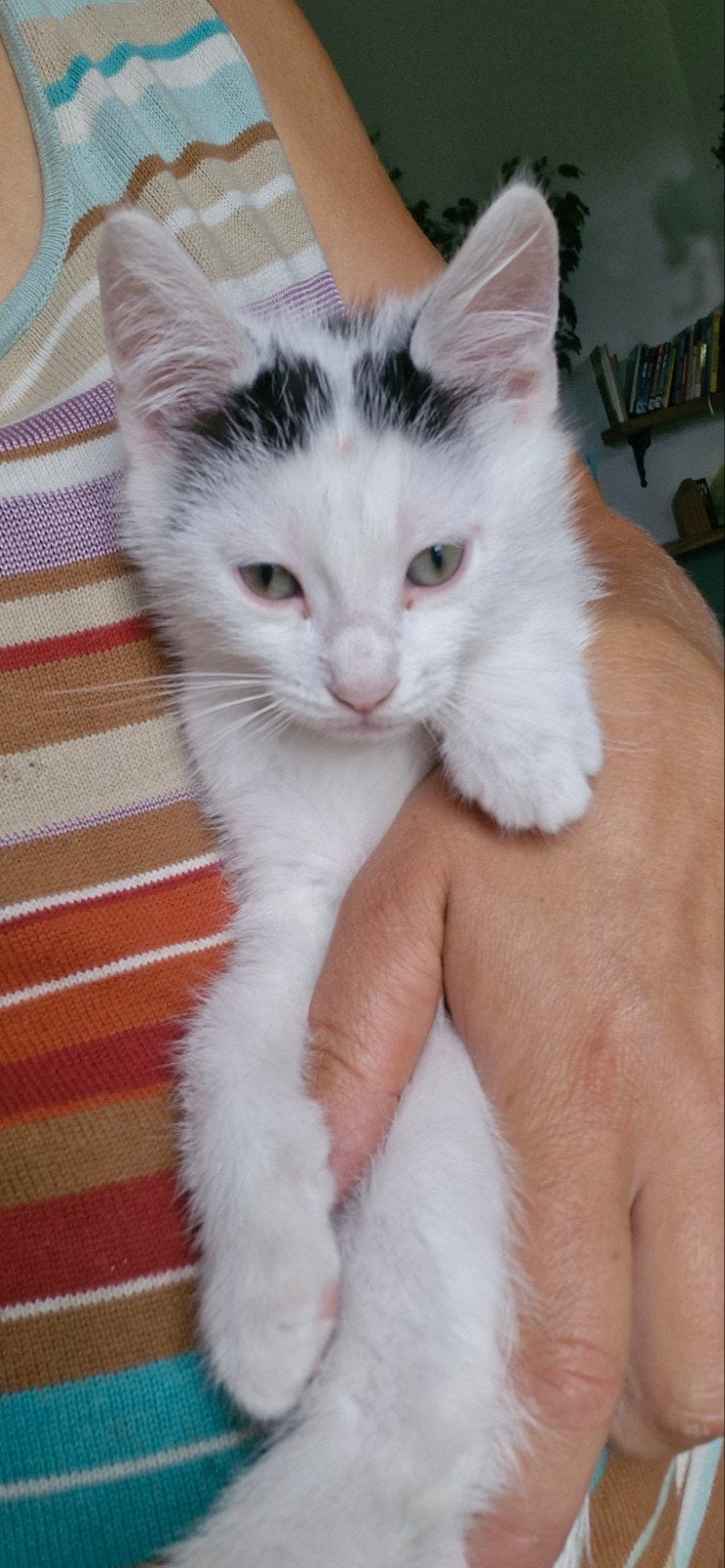 lief katertje kindvriendelijk, Kater, Ontwormd, 0 tot 2 jaar
