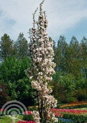 BOOM zuil Prunus serr. 'Amanogawa' Japanse sierkers rose/wit, Overige soorten, Volle zon, Vaste plant, Ophalen of Verzenden