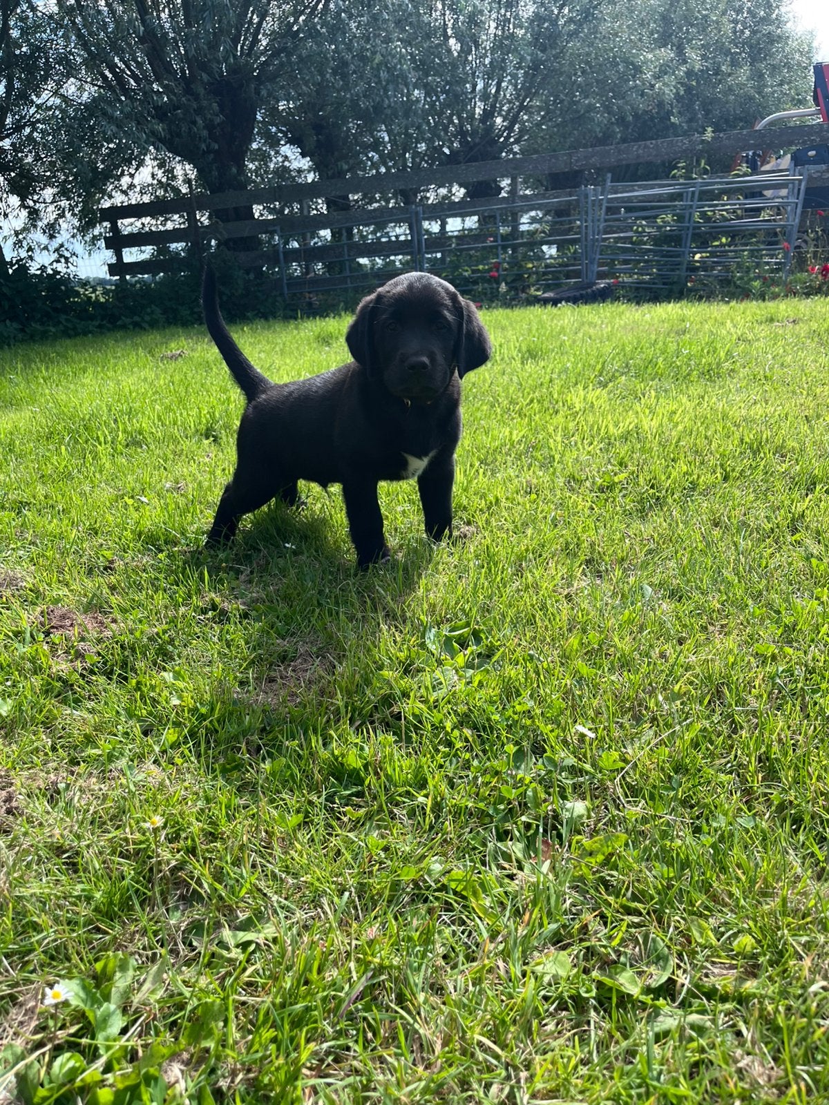 Lieve reu pups kruising, 8 tot 15 weken, Meerdere, Nederland, Particulier
