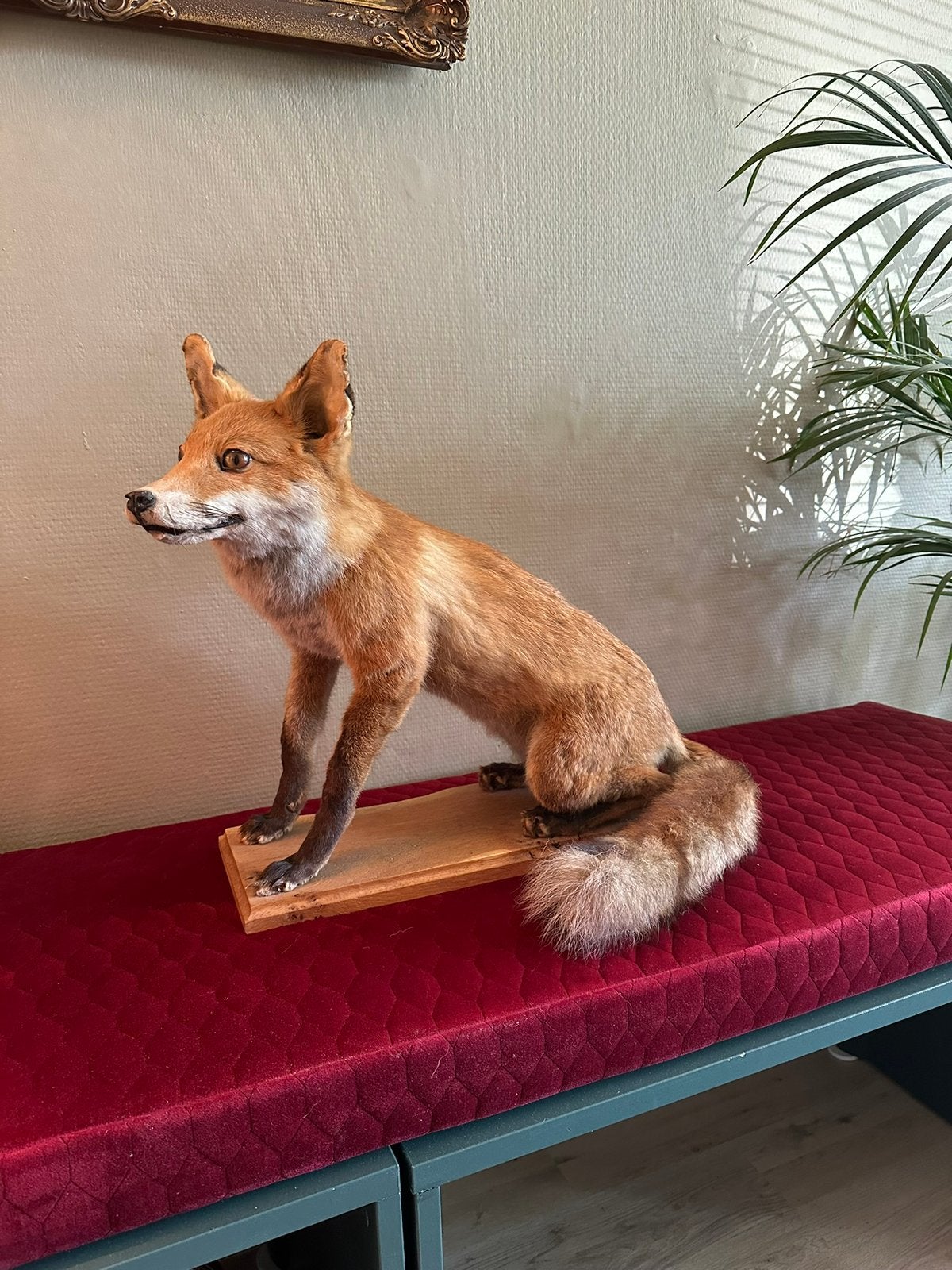 Prachtige jonge opgezette vos taxidermie, Ophalen of Verzenden, Zo goed als nieuw, Opgezet dier