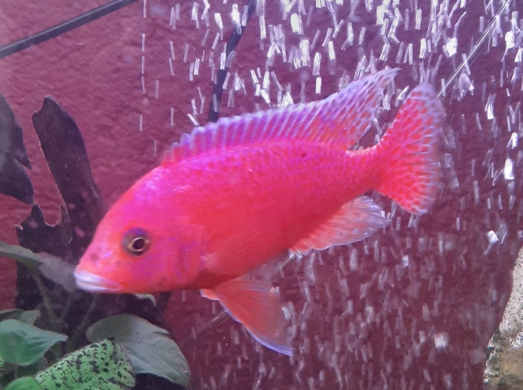 Cichlide, Dieren en Toebehoren, Vis, Zoetwatervis