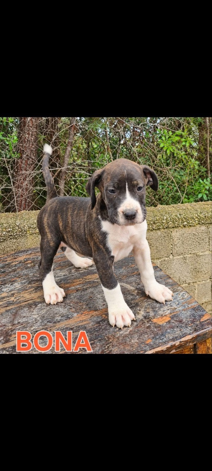 presa canario, Particulier, Reu, 8 tot 15 weken, Buitenland