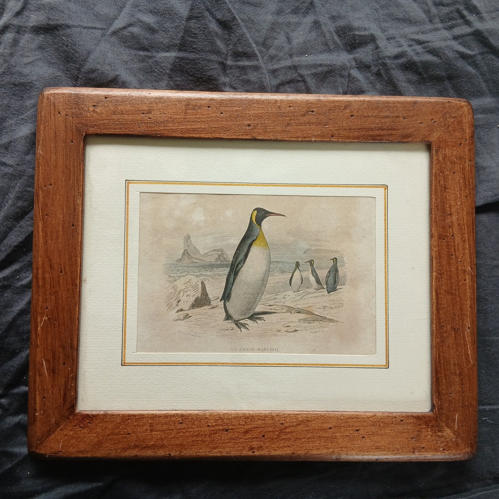 Oude ets, lithografie van pinguin, Ophalen of Verzenden
