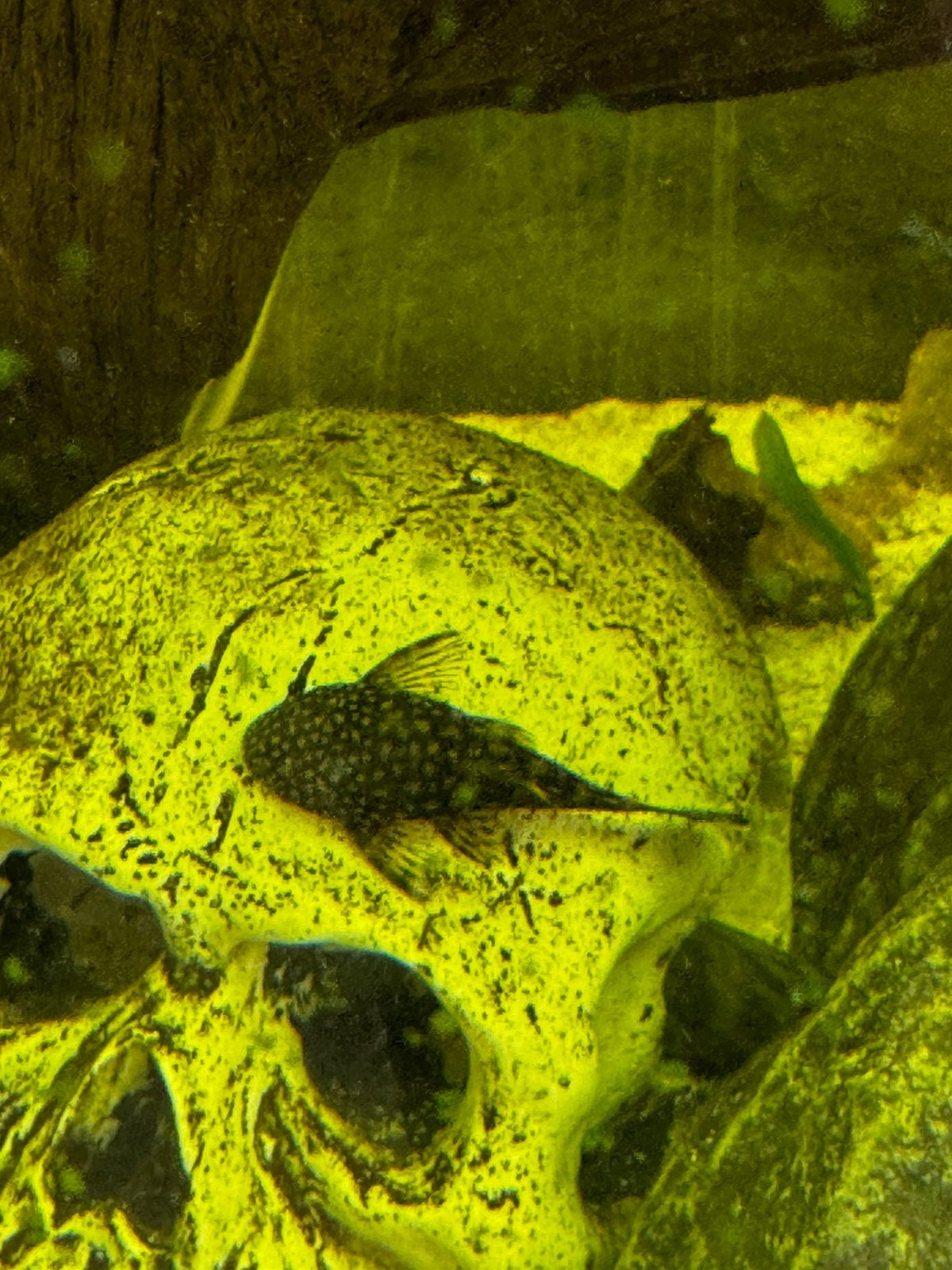 Meerdere pleco algeneters, Vis, Zoetwatervis