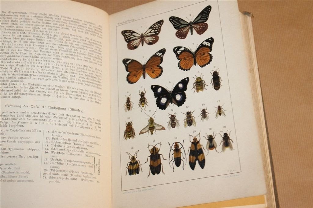 Tierkunde 1905 — Anatomie, Dierenrijk met Kleurenlitho\'s, Antiek en Kunst, Ophalen of Verzenden