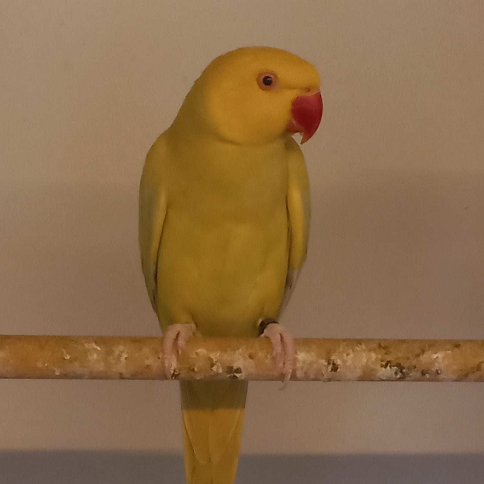 Koppel halsbandparkieten, Dieren en Toebehoren, Vogels | Parkieten en Papegaaien, Meerdere dieren, Dwergpapegaai of Agapornis