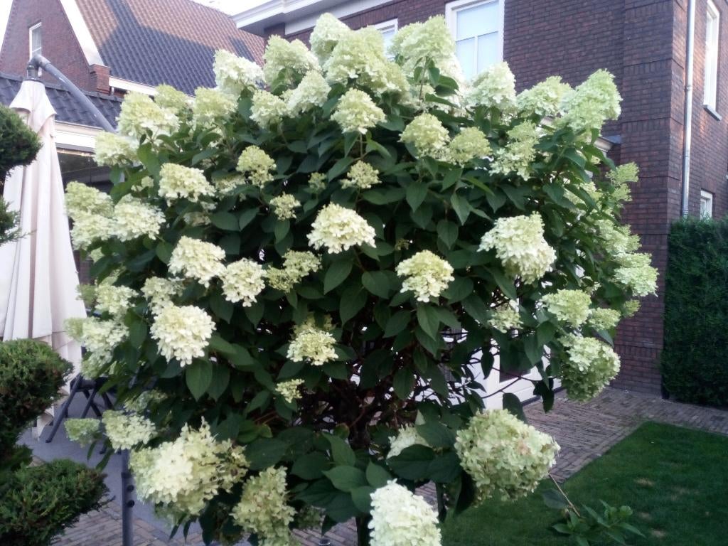 Hortensia Lime Light Bol op stam plus plantgoed, Ophalen, Overige soorten, Halfschaduw