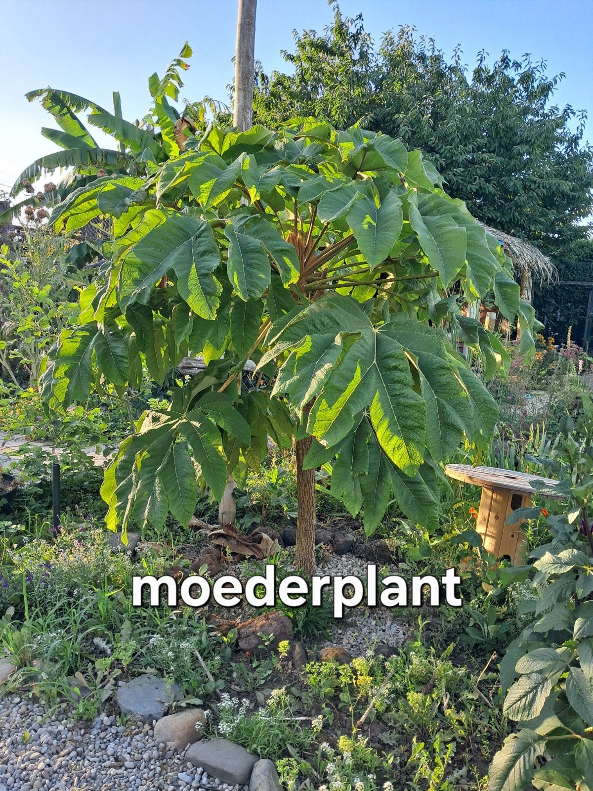 Rijstpapierplant (Tetrapanax papyrifer) - Diverse Groottes, Vaste plant, Halfschaduw, Herfst, Ophalen