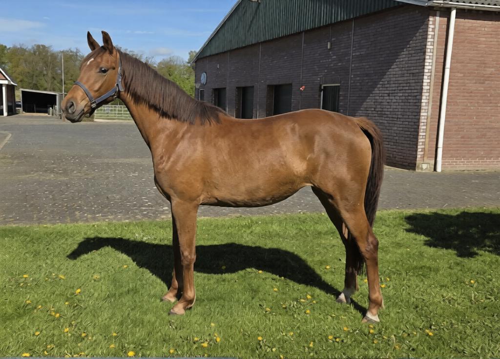 Aansprekende 3-jarige vosmerrie (Kjento x elite v.Scandic), Merrie, Met stamboom, Dressuurpaard, 3 tot 6 jaar