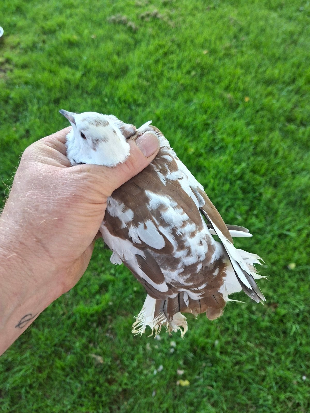Tortel duiven duif lachduiven, Dieren en Toebehoren, Reptielen en Amfibieën, 0 tot 2 jaar