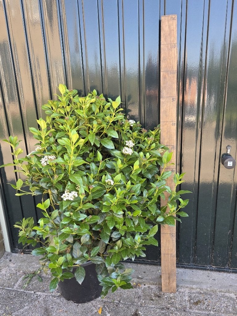 Viburnum Tinus Eve Price, Tuin en Terras, Volle zon, Vaste plant, Winter, Ophalen