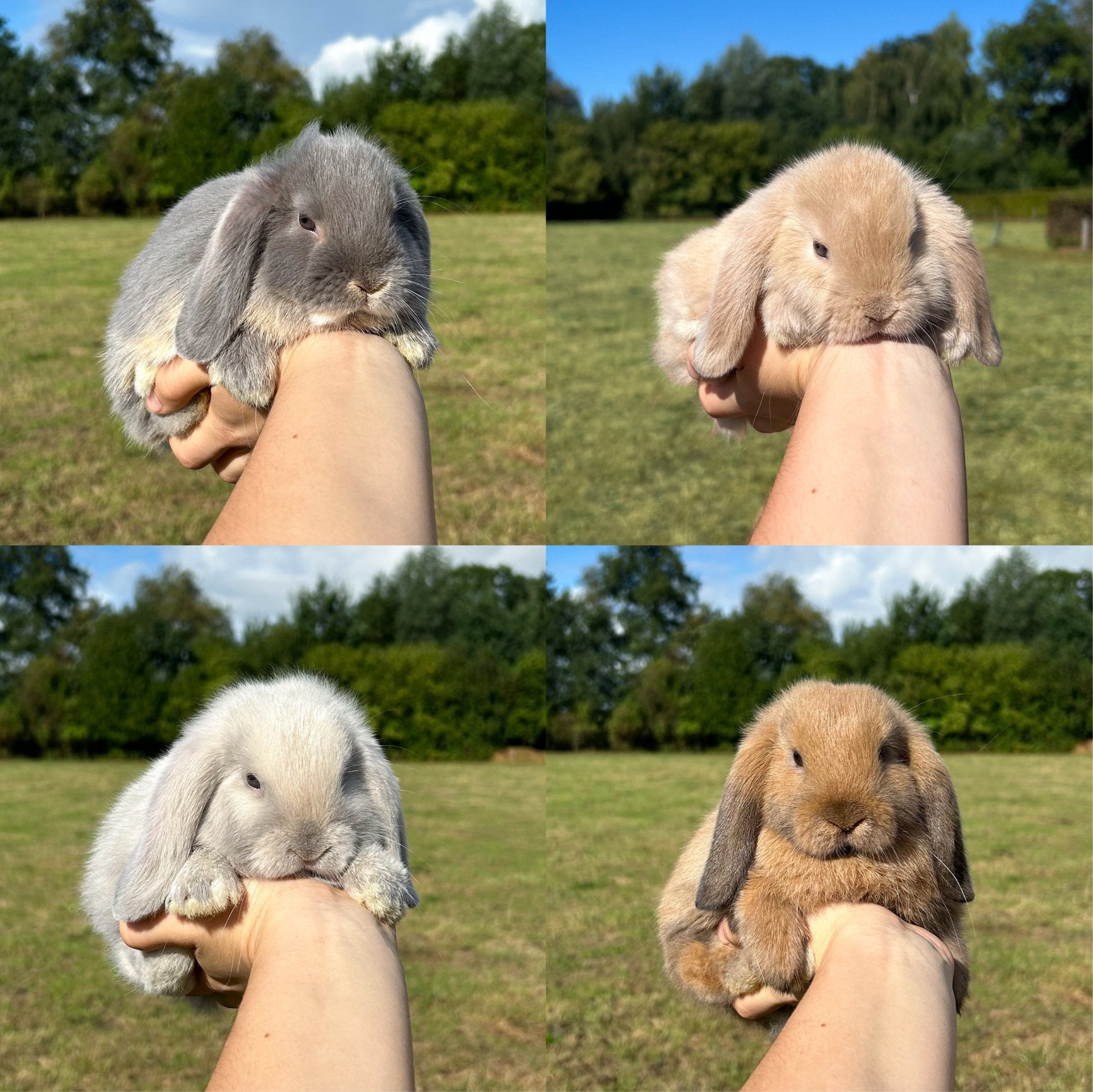 De liefste jonge konijntjes! (Minilop NHD), Dieren en Toebehoren, Konijnen, Meerdere dieren, Dwerg, Hangoor, 0 tot 2 jaar