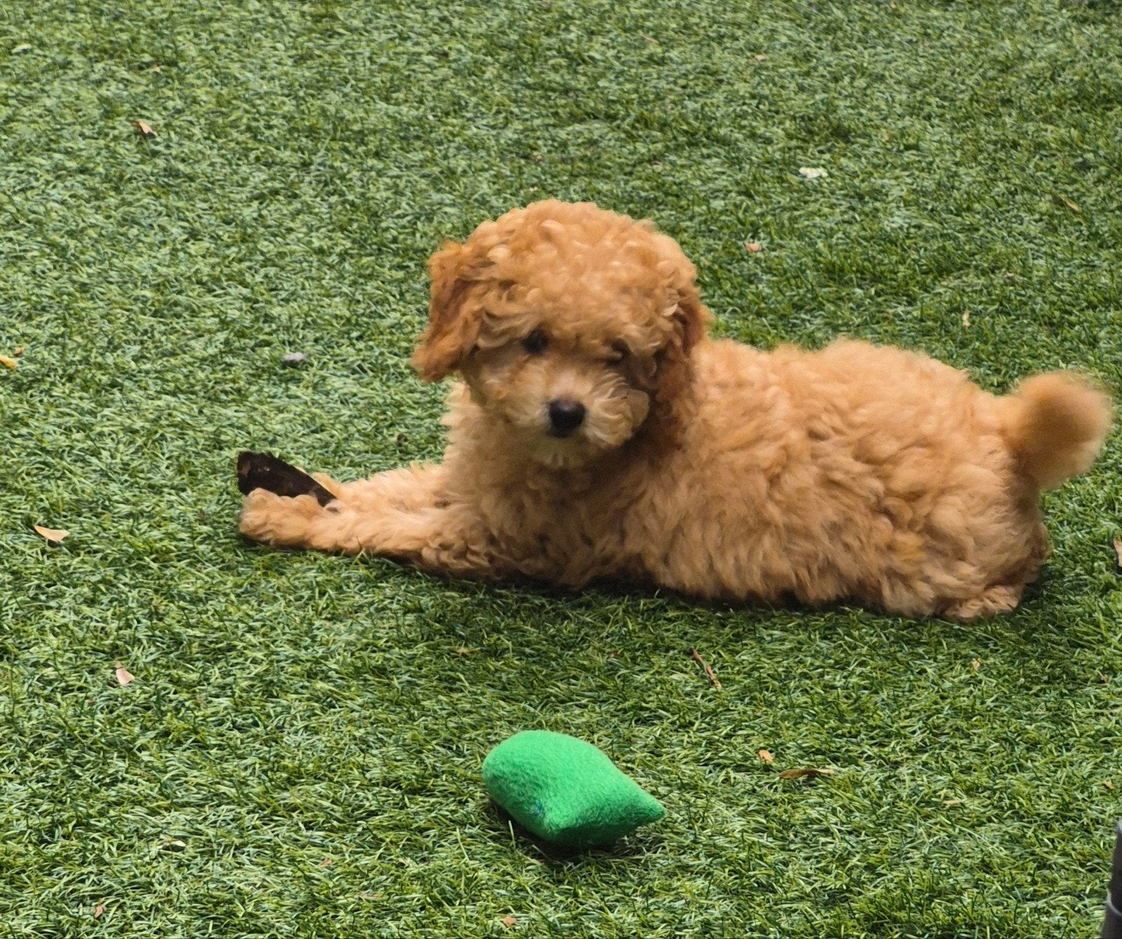 Toypoedel teefje .lief knuffel graag en speels., Poedel, Parvo, 8 tot 15 weken, Teef