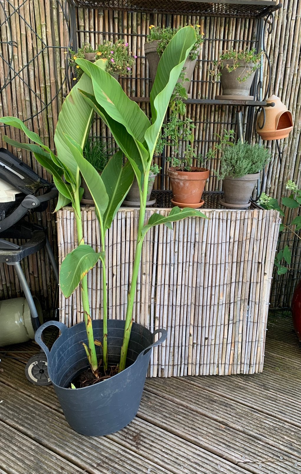 Canna’s van 1.40 hoog. Prijs voor al deze Canna’s is €10, Volle zon, Vaste plant, Zomer, Ophalen
