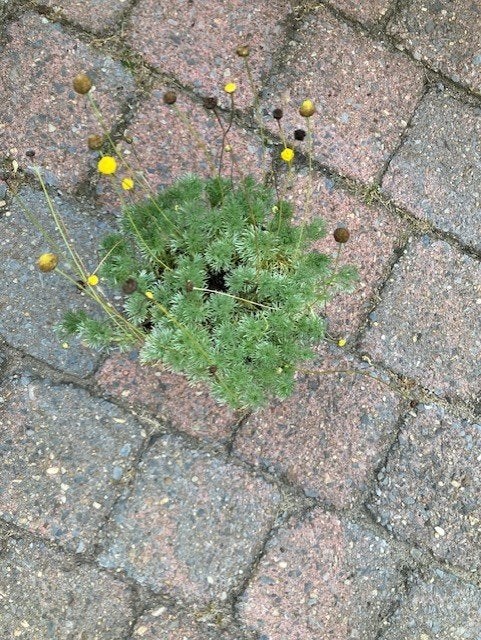 cotula hispida, Ophalen of Verzenden, Vaste plant, Overige soorten, Volle zon
