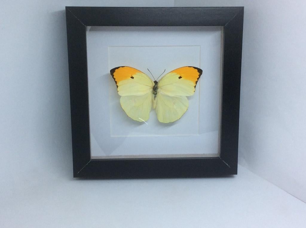 vlinder Anteos Menippe, Ophalen of Verzenden, Nieuw, Insect, Opgezet dier