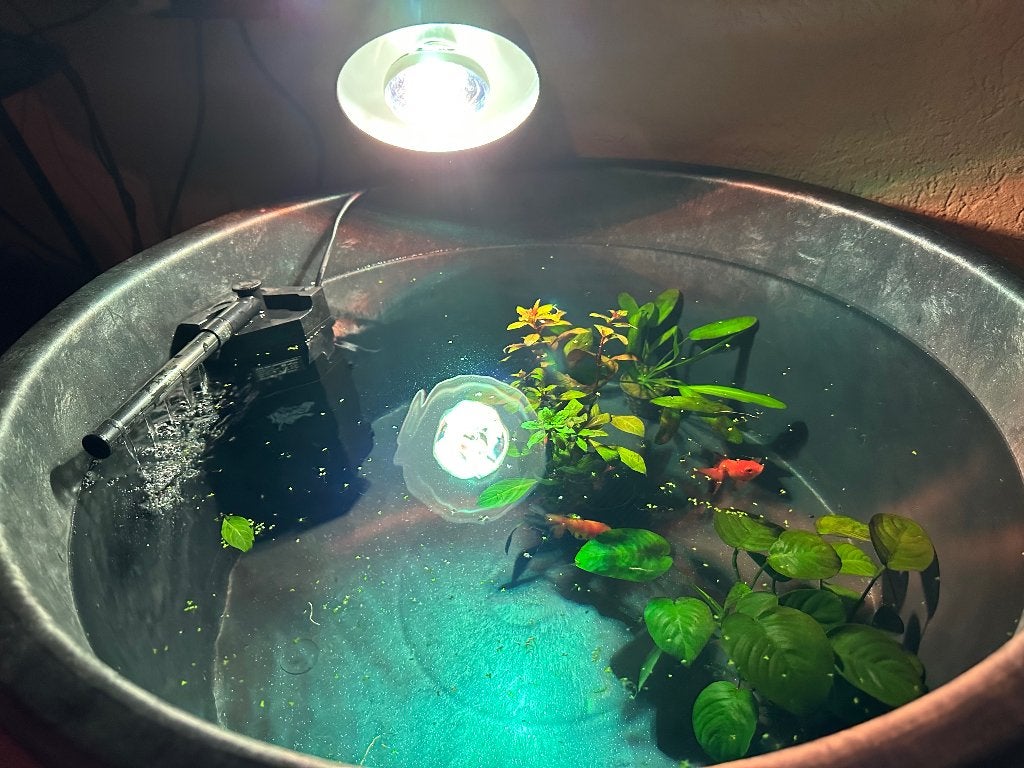 2 sluierstaarten (incl. toebehoren) zoeken nieuw thuis!, Dieren en Toebehoren, Ophalen, Zo goed als nieuw, Gevuld zoetwateraquarium