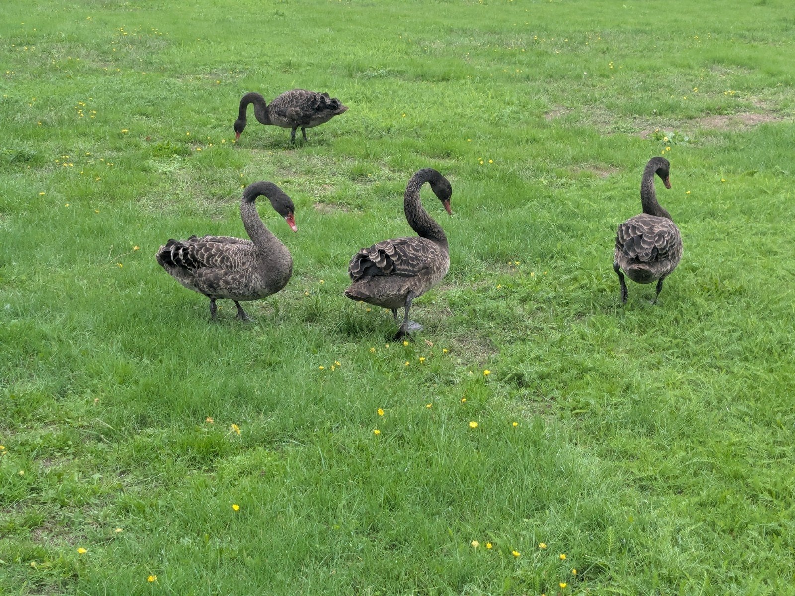 zwarte zwanen, jonge gezonde dieren., Dieren en Toebehoren