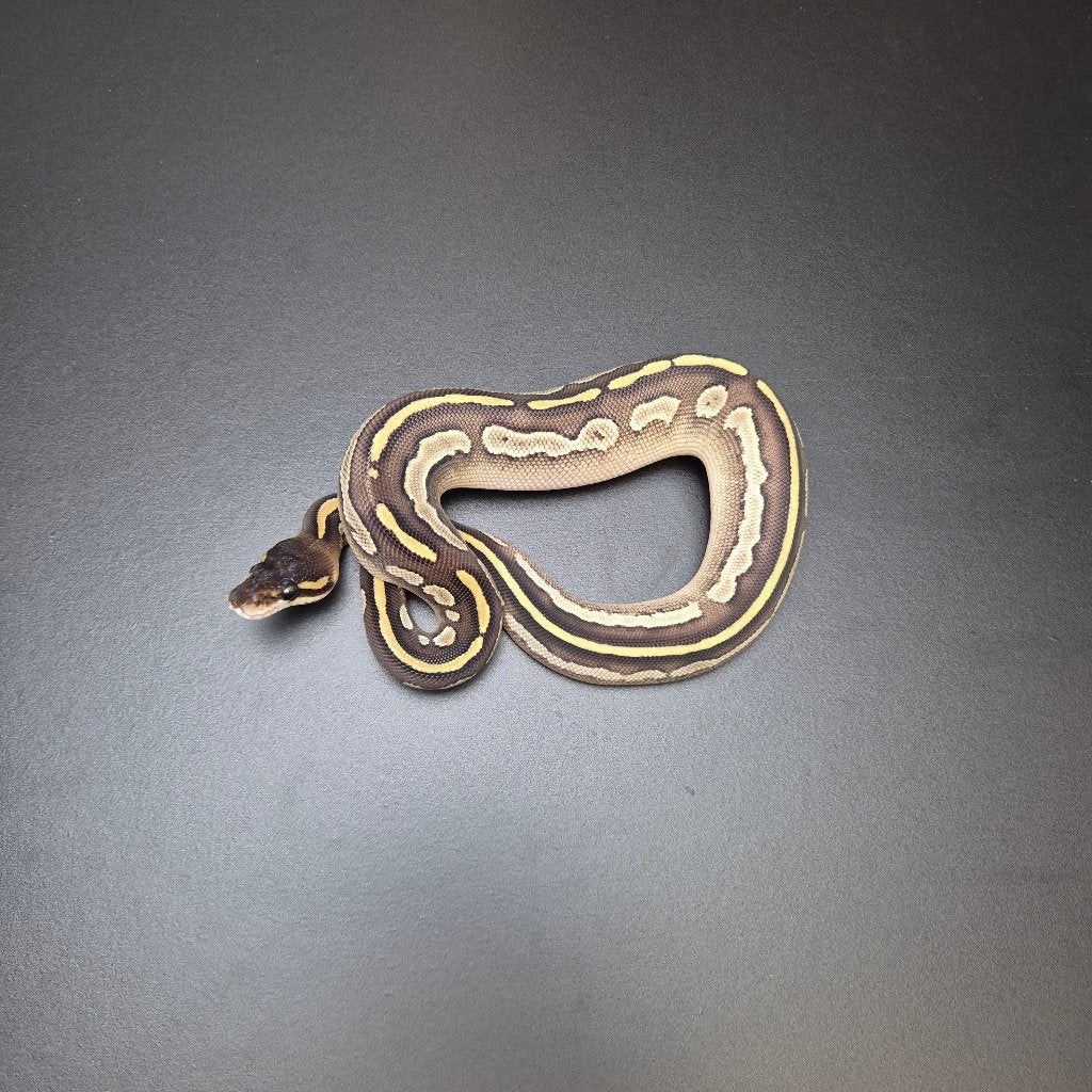 bongo mojave het. axanthic p. regius Ball Python - female for sale from Roundhog serpents