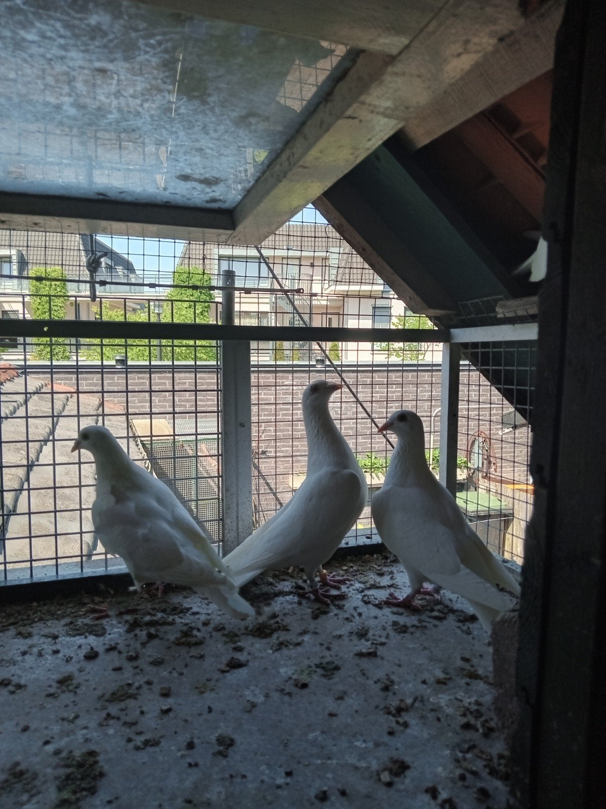 Witte postduiven., Meerdere dieren, Postduif