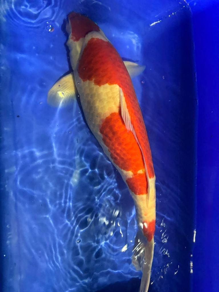 kohaku, Karper of Koi