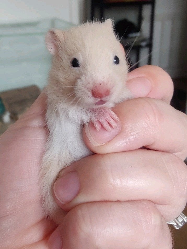 Lieve crème witband hamster baby (vrouwtje), Dieren en Toebehoren, Hamster, Augustus, Vrouwelijk, Tam