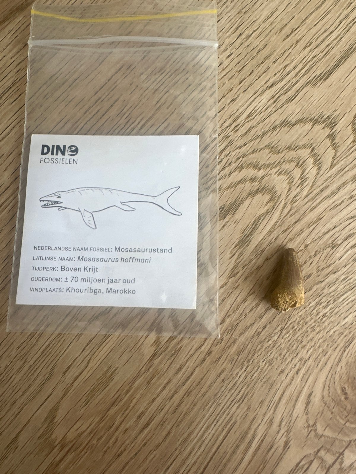 Echte Mosasaurus tand uit Marokko -  70 miljoen jaar oud, Ophalen of Verzenden, Fossiel