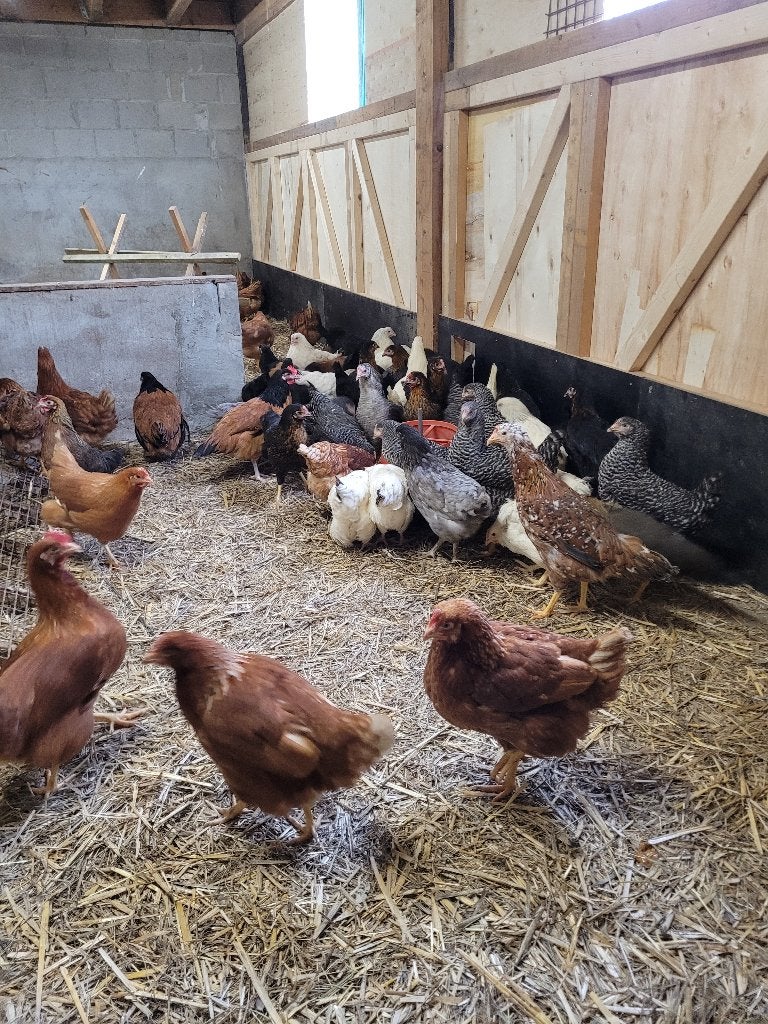 Sierkippen sierhennen te koop, Dieren en Toebehoren, Pluimvee, Mannelijk, Kip