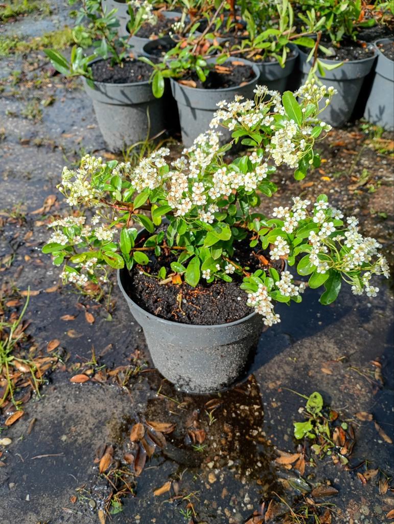Vuurdoorn Pyracantha coccina Red Star, Ophalen, Overige soorten, Minder dan 100 cm