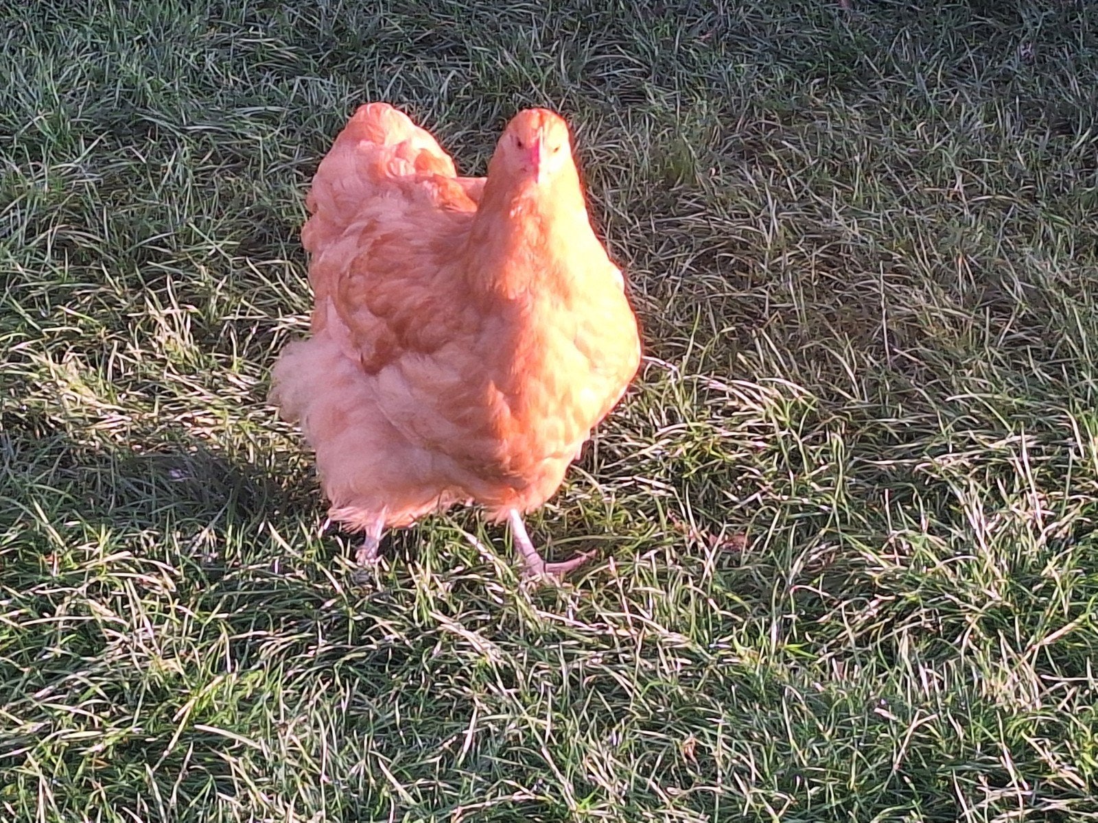 Orpington groot hen, Dieren en Toebehoren, Vrouwelijk, Kip
