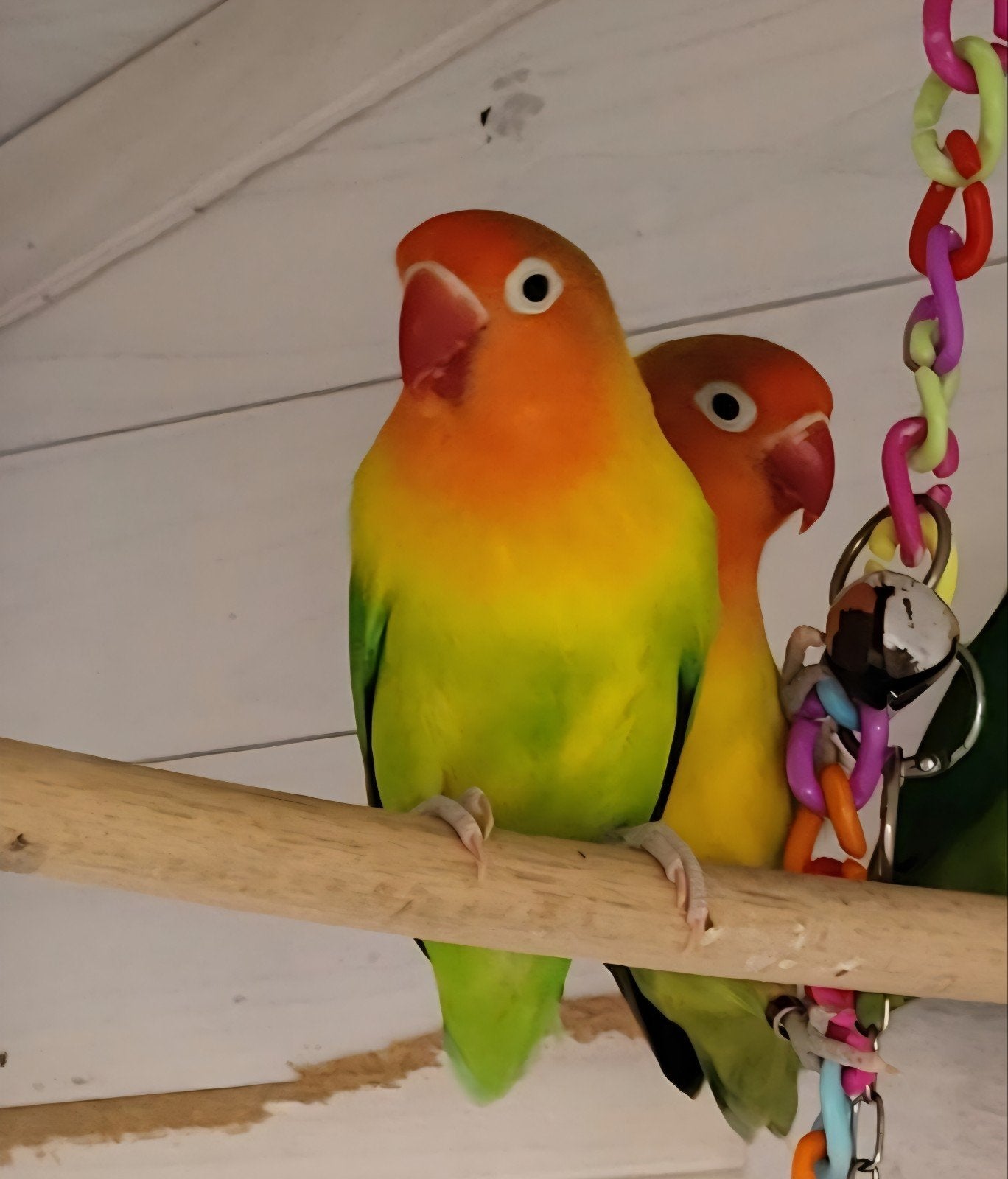 Agapornis Fisheri Koppeltje, Dieren en Toebehoren, Vogels | Parkieten en Papegaaien, Meerdere dieren, Dwergpapegaai of Agapornis
