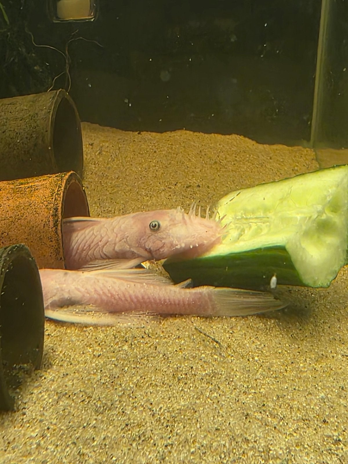Koppels snowwhites shortfin, Vis, Zoetwatervis