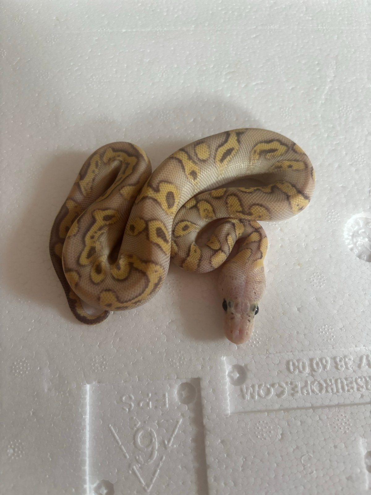 1.0 super pastel ghi mojave clown, Dieren en Toebehoren, Reptielen en Amfibieën