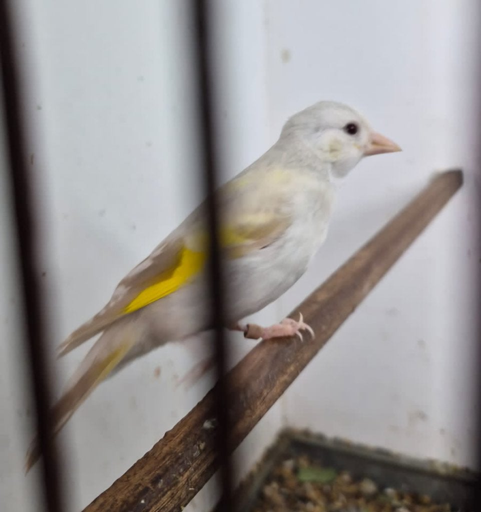 Major Putters, Dieren en Toebehoren, Geslacht onbekend, Wildzangvogel, Geringd