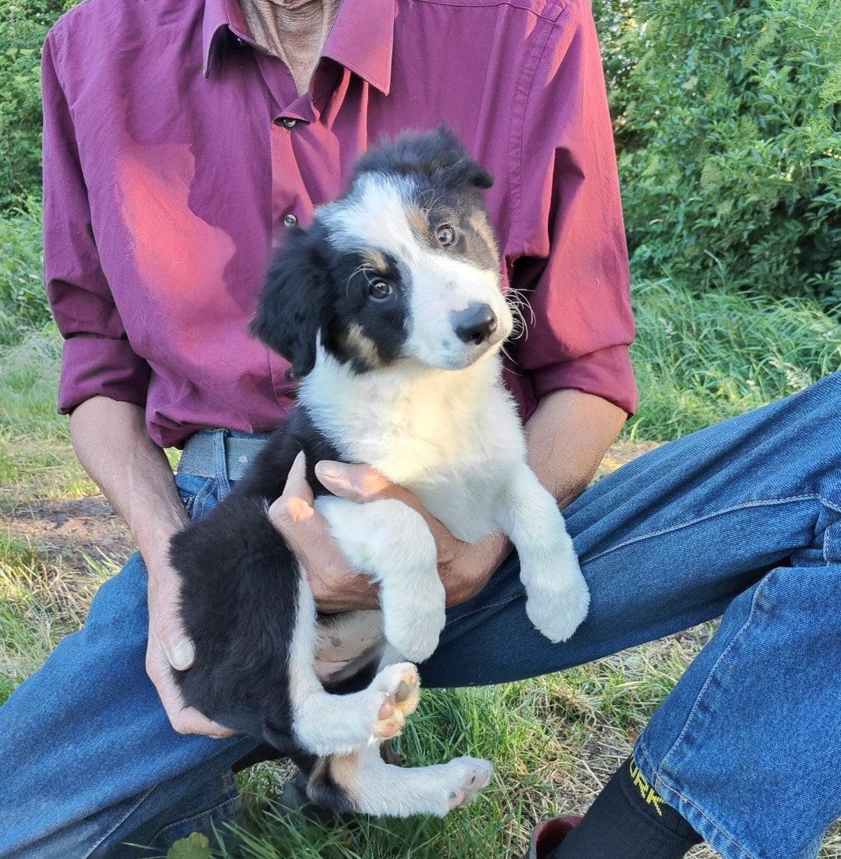 Bordercollie border collie pups met ISDS stamboom, Parvo, Overige rassen, 8 tot 15 weken, Meerdere