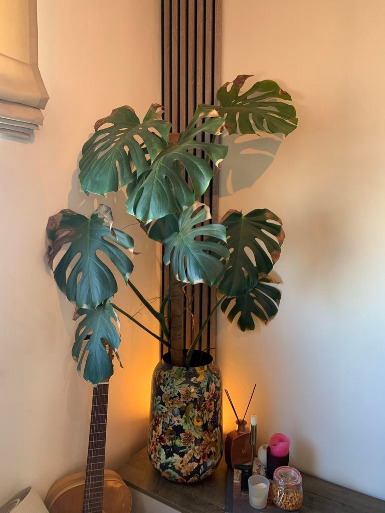 Grote Monstera plant met pot, Ophalen, Overige soorten, Halfschaduw, In pot