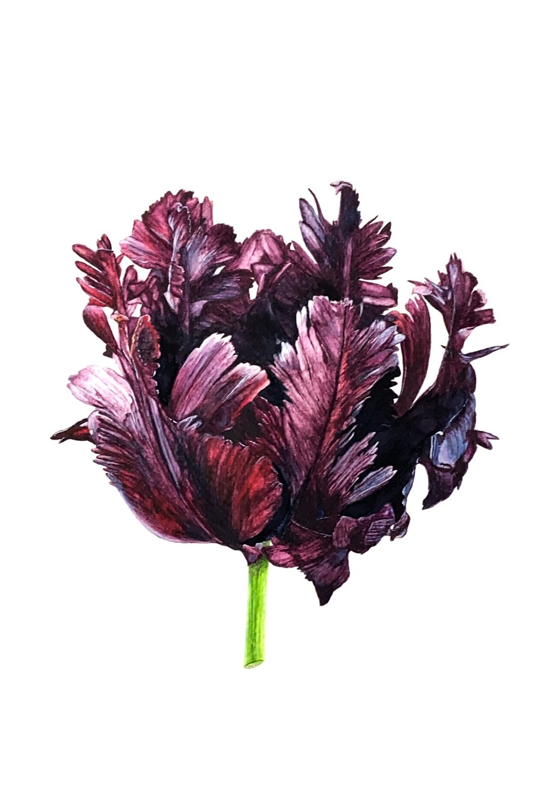Aquarel ‘Tulipa Germanica’ 21x29,7 cm, Ophalen of Verzenden