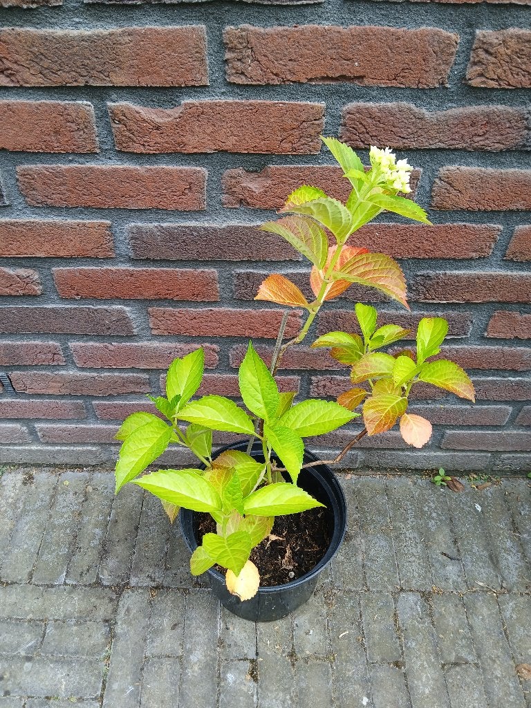 Te koop witte hortensia H66 cm B34 cm, Tuin en Terras, Planten | Tuinplanten, Vaste plant, Halfschaduw, Zomer, Ophalen