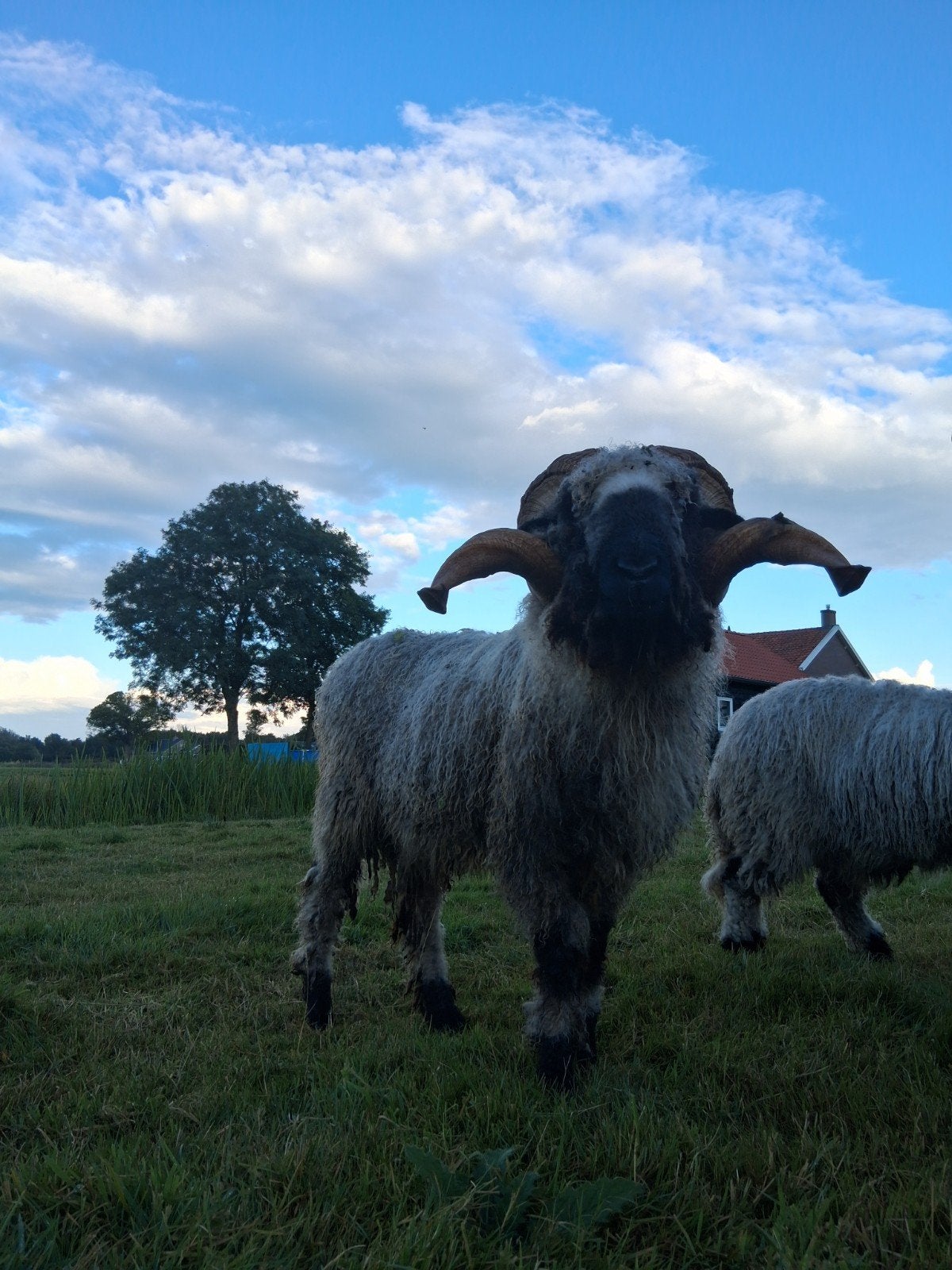 Stamboek Dekram, Dieren en Toebehoren, Schapen, Geiten en Varkens, Mannelijk, Schaap