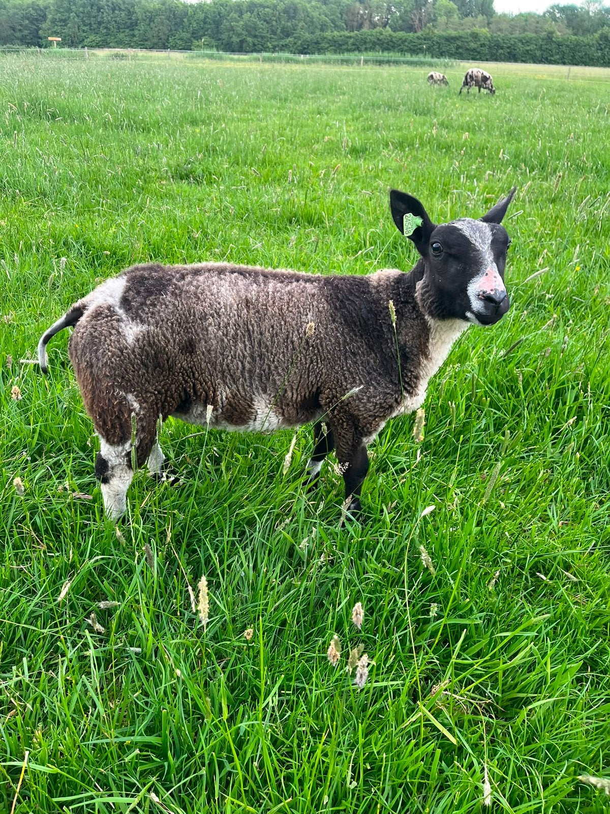 2 bonte schapen / ramlammeren., Dieren en Toebehoren, Schapen, Geiten en Varkens, Vrouwelijk, Schaap