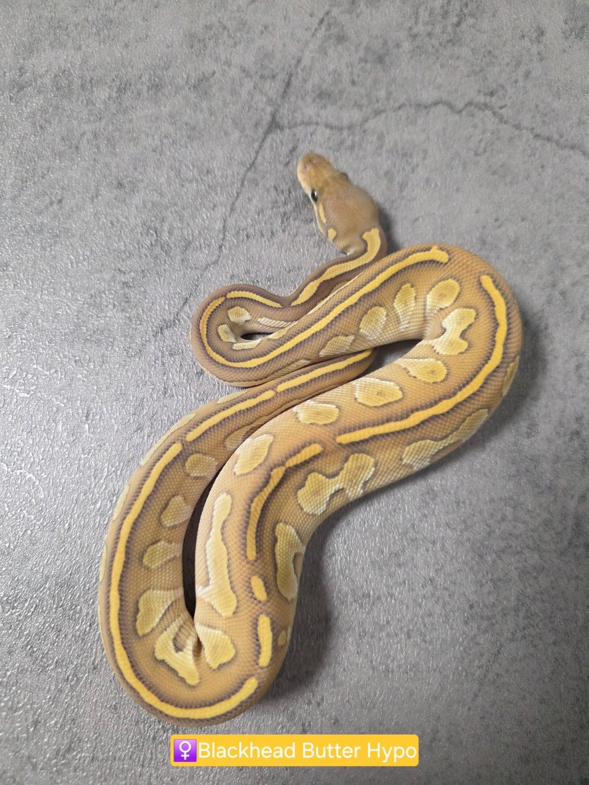 Ballpythons/Koningspythons/Python Regius 2026 Ball Python photo 5